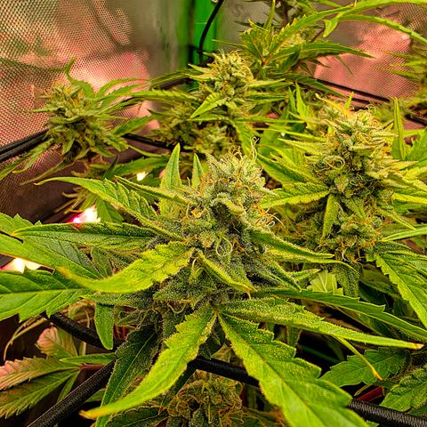 Gold Glue growlog timeline photo