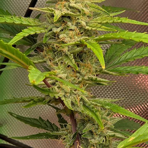 Gold Glue growlog timeline photo
