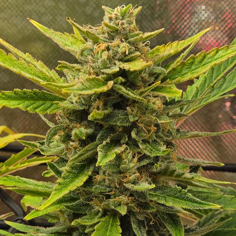 Gold Glue growlog timeline photo