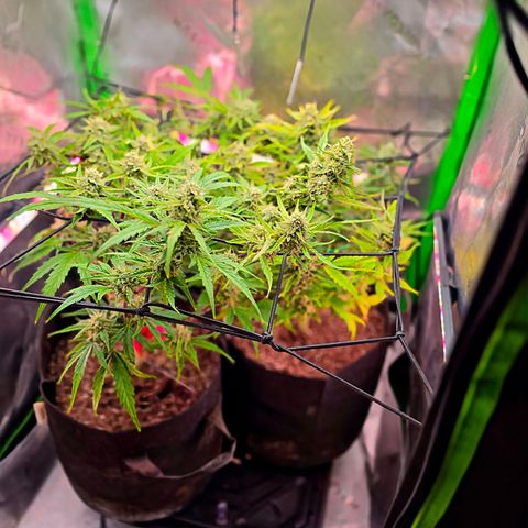 Gold Glue growlog timeline photo