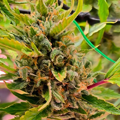 Gold Glue growlog timeline photo