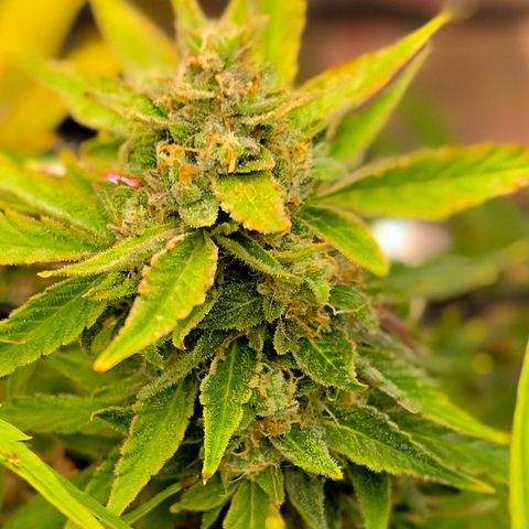 Gold Glue growlog timeline photo