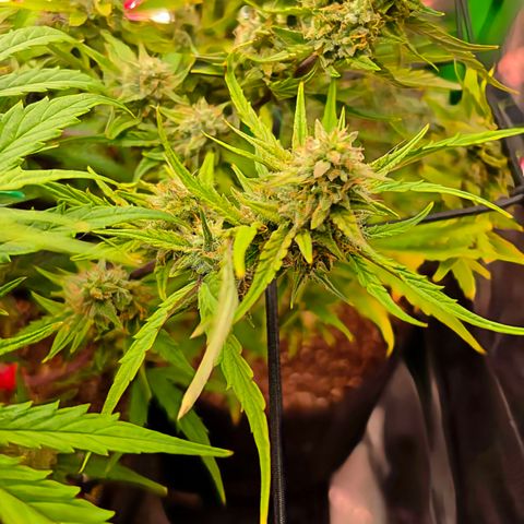 Gold Glue growlog timeline photo