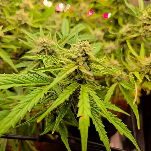 Gold Glue growlog timeline photo