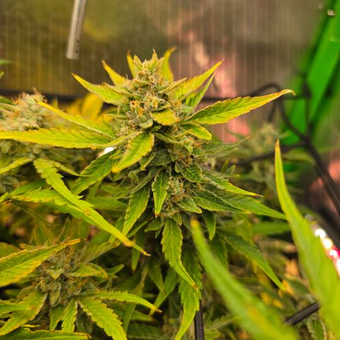 Gold Glue growlog timeline photo