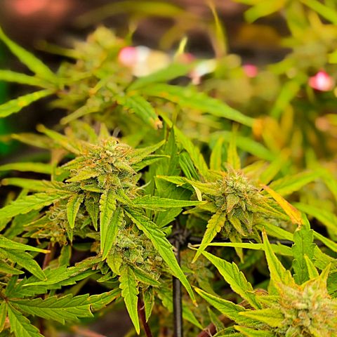 Gold Glue growlog timeline photo