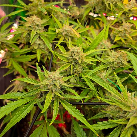 Gold Glue growlog timeline photo