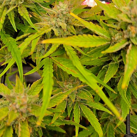 Gold Glue growlog timeline photo