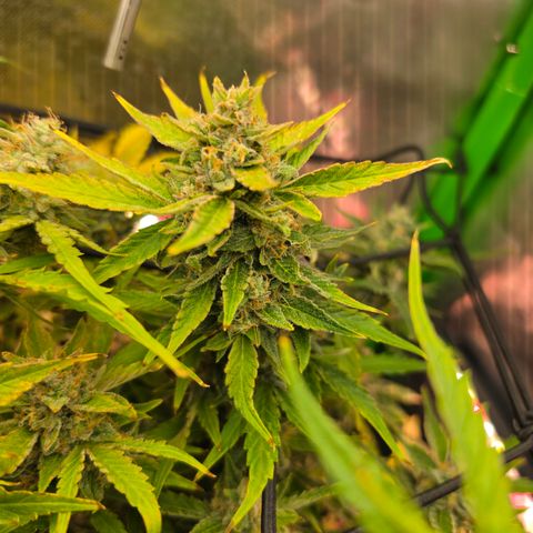 Gold Glue growlog timeline photo