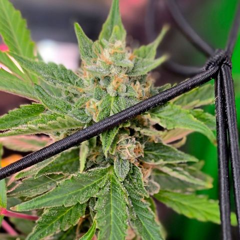 Gold Glue growlog timeline photo