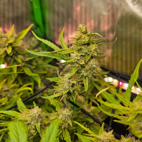 Gold Glue growlog timeline photo