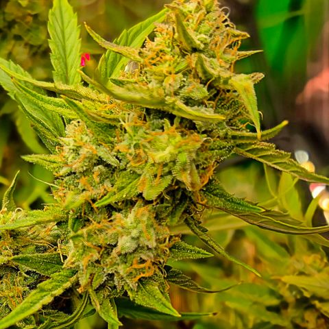 Gold Glue growlog timeline photo