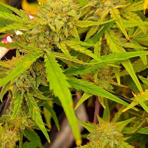 Gold Glue growlog timeline photo
