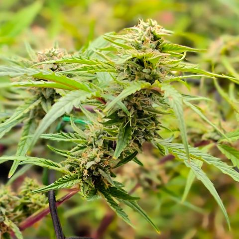 Gold Glue growlog timeline photo