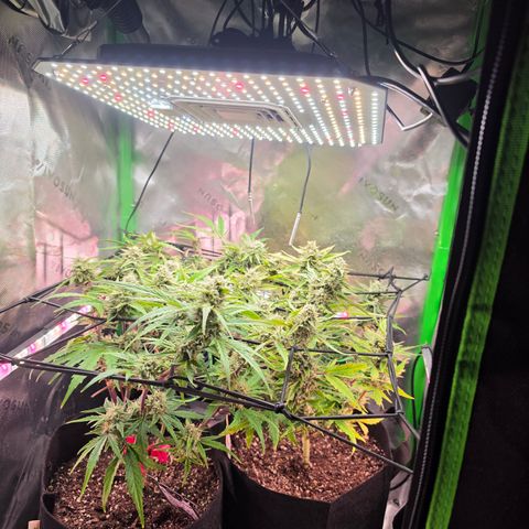 Gold Glue growlog timeline photo