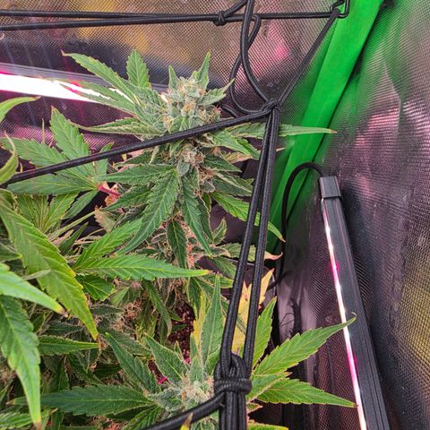 Gold Glue growlog timeline photo