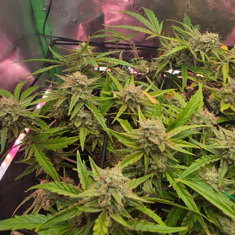 Gold Glue growlog timeline photo