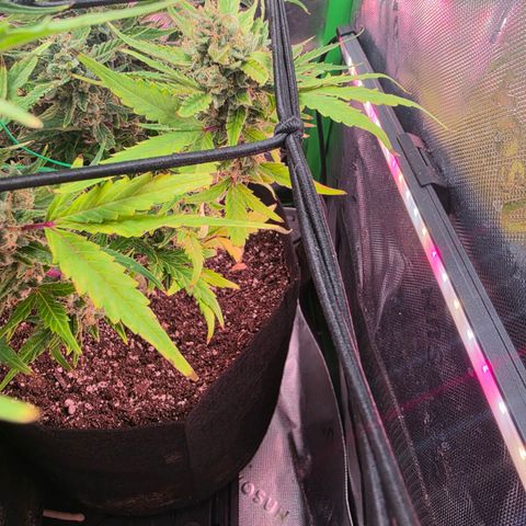 Gold Glue growlog timeline photo