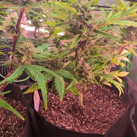 Gold Glue growlog timeline photo