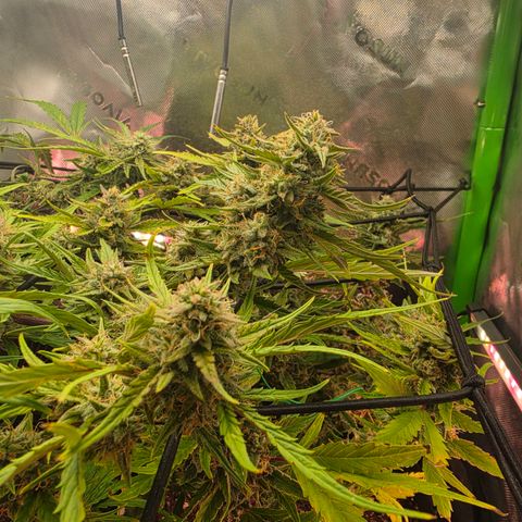 Gold Glue growlog timeline photo