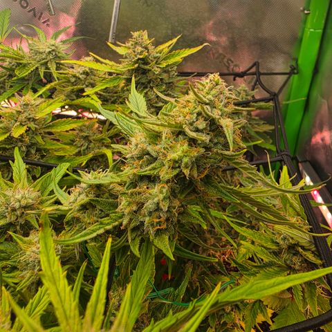 Gold Glue growlog timeline photo