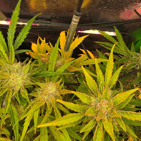 Gold Glue growlog timeline photo