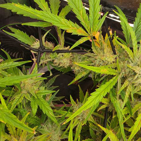 Gold Glue growlog timeline photo