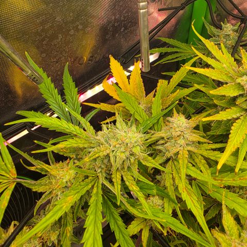 Gold Glue growlog timeline photo
