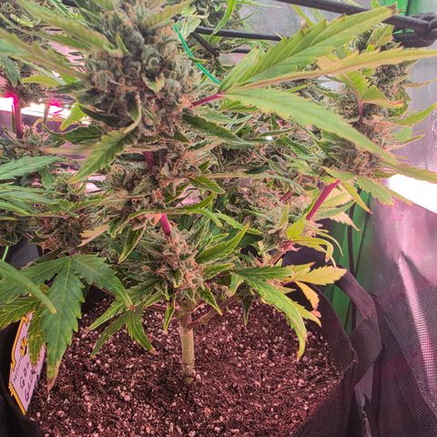 Gold Glue growlog timeline photo