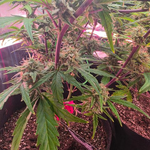 Gold Glue growlog timeline photo
