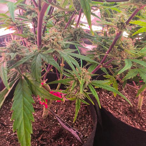 Gold Glue growlog timeline photo