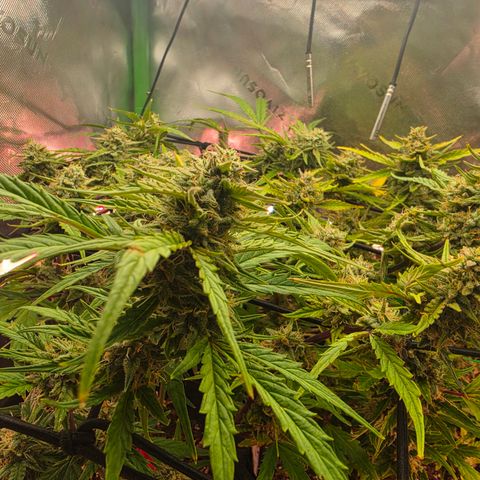 Gold Glue growlog timeline photo