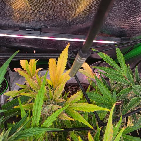 Gold Glue growlog timeline photo