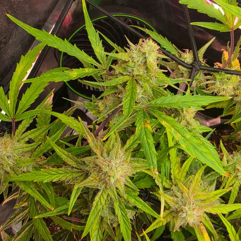 Gold Glue growlog timeline photo