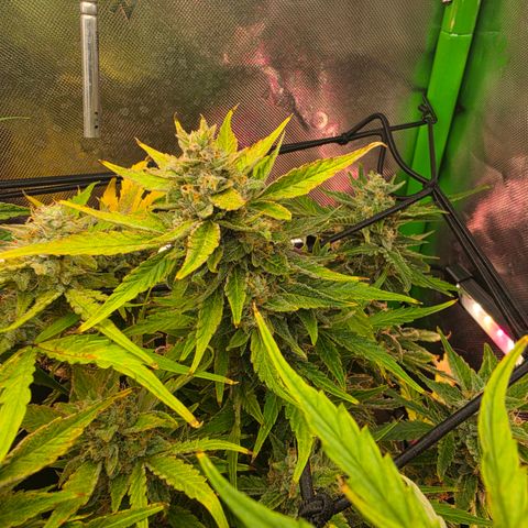 Gold Glue growlog timeline photo