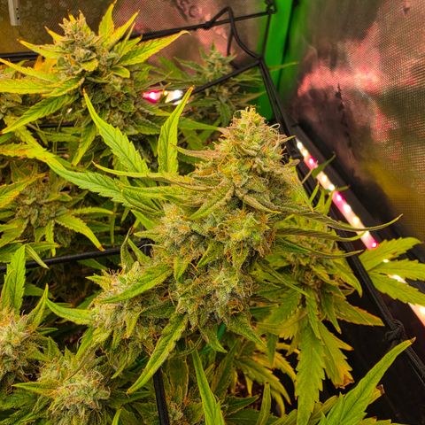 Gold Glue growlog timeline photo
