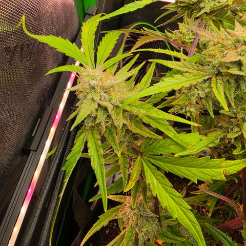 Gold Glue growlog timeline photo