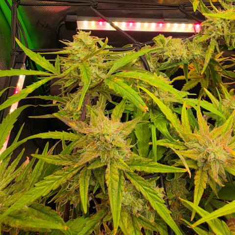 Gold Glue growlog timeline photo
