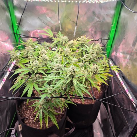 Gold Glue growlog timeline photo