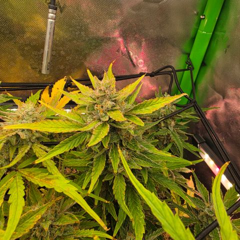 Gold Glue growlog timeline photo