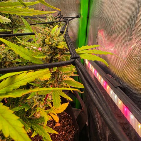 Gold Glue growlog timeline photo
