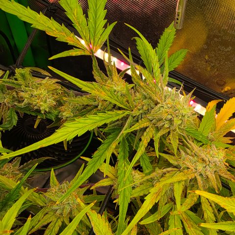 Gold Glue growlog timeline photo