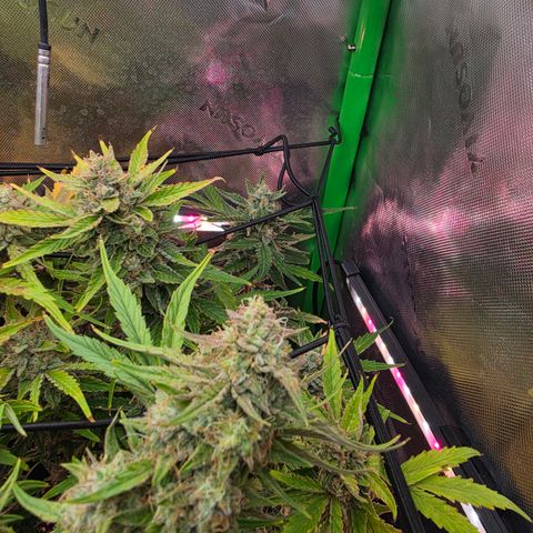 Gold Glue growlog timeline photo