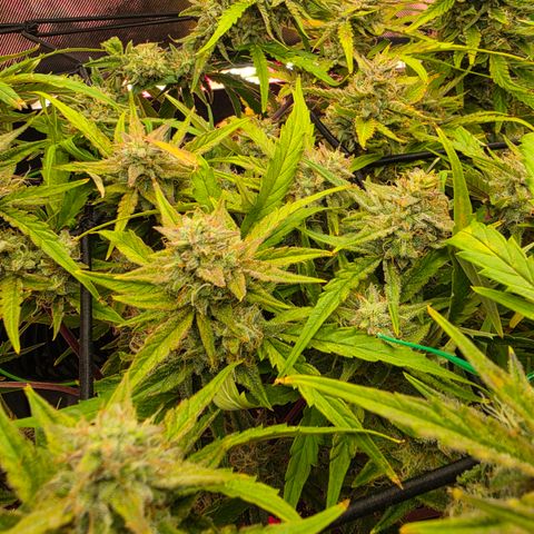 Gold Glue growlog timeline photo