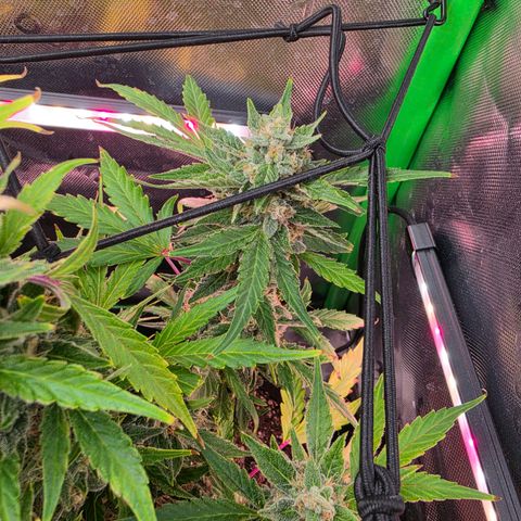 Gold Glue growlog timeline photo