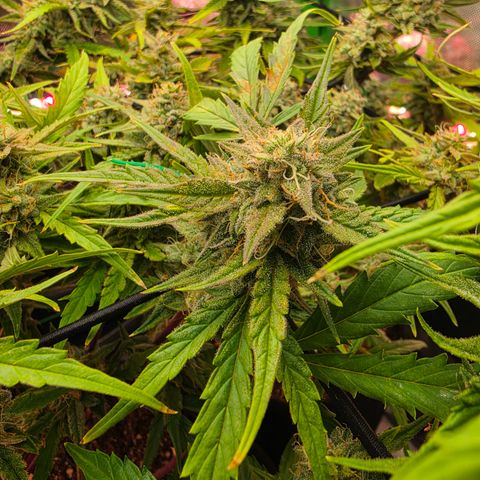 Gold Glue growlog timeline photo