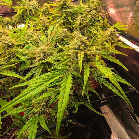 Gold Glue growlog timeline photo