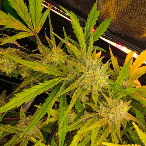 Gold Glue growlog timeline photo