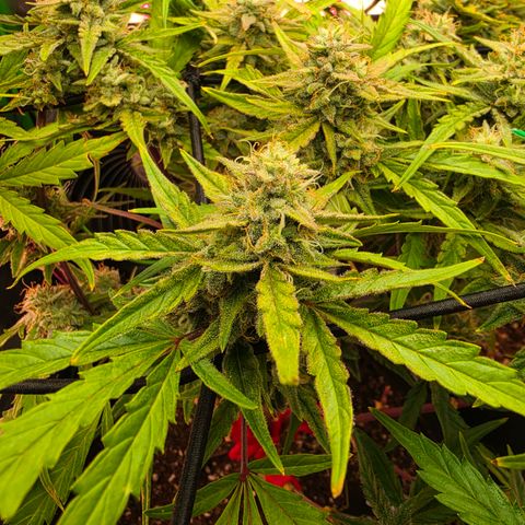 Gold Glue growlog timeline photo