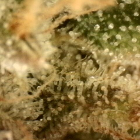 Gold Glue growlog timeline photo